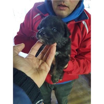 COMUNE DI CAUTANO - Cane - Microchip 380260044407130